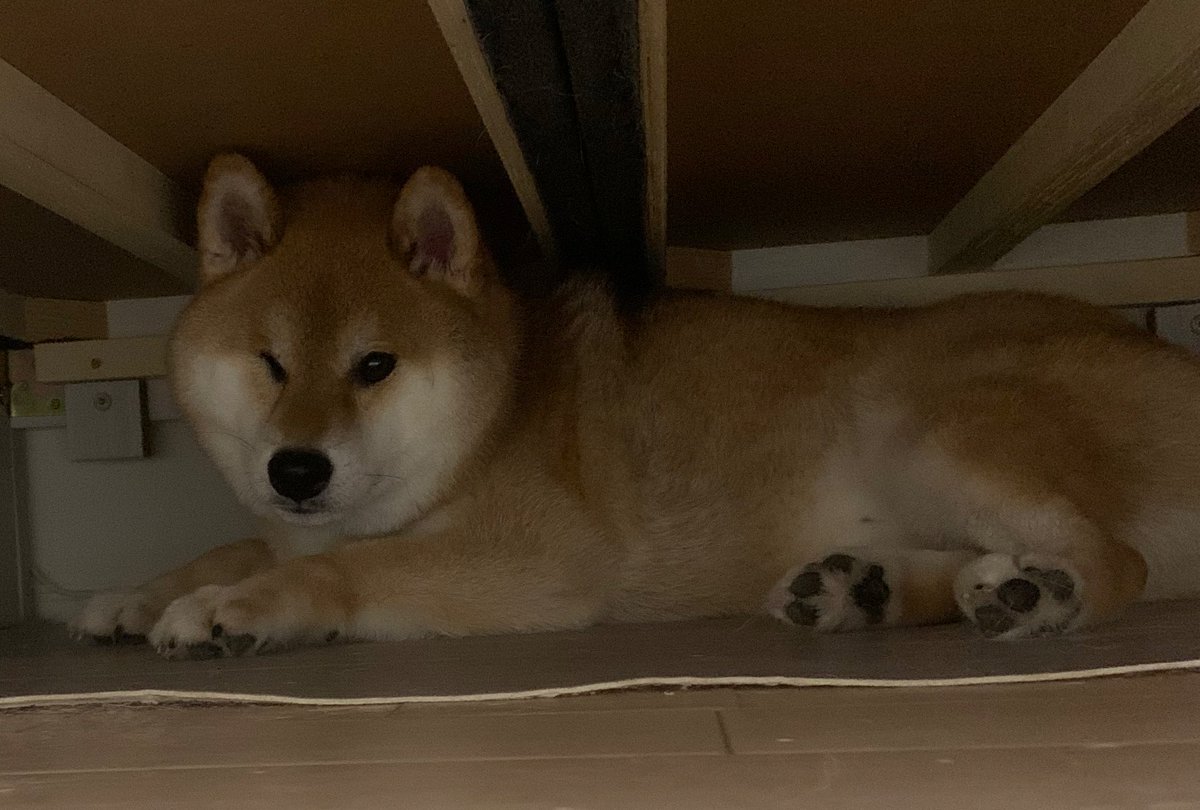 kuuqq99's tweet image. ベットの下で蠢く謎のモフモフ