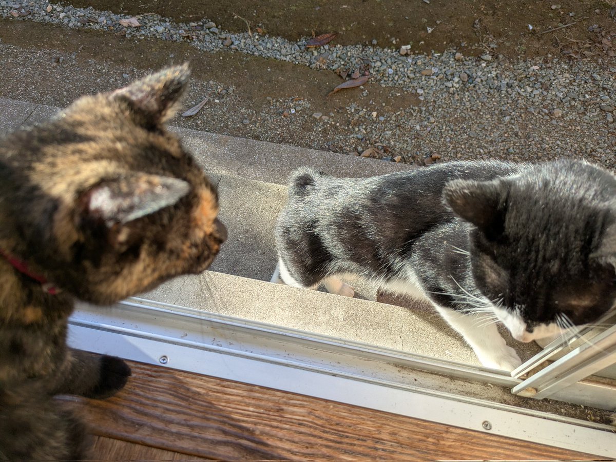 KzhFdS73plONkf6's tweet image. 10月11日(土)🔆21℃/32℃
#おうちごはん
#野良猫
#サビ猫
#猫のいる幸せ
昼間は真夏日🔅暑すぎ💦
大根あったからおでん🍢にエアコンの部屋で🍢素麺😆美味しい😋
クロチャン😸💕お昼寝💤🩷&お散歩🐈⬛🐾又バッタ🦗サン😁パンチ👊してた🤣
ハチクン最近はよく来る😽💞
