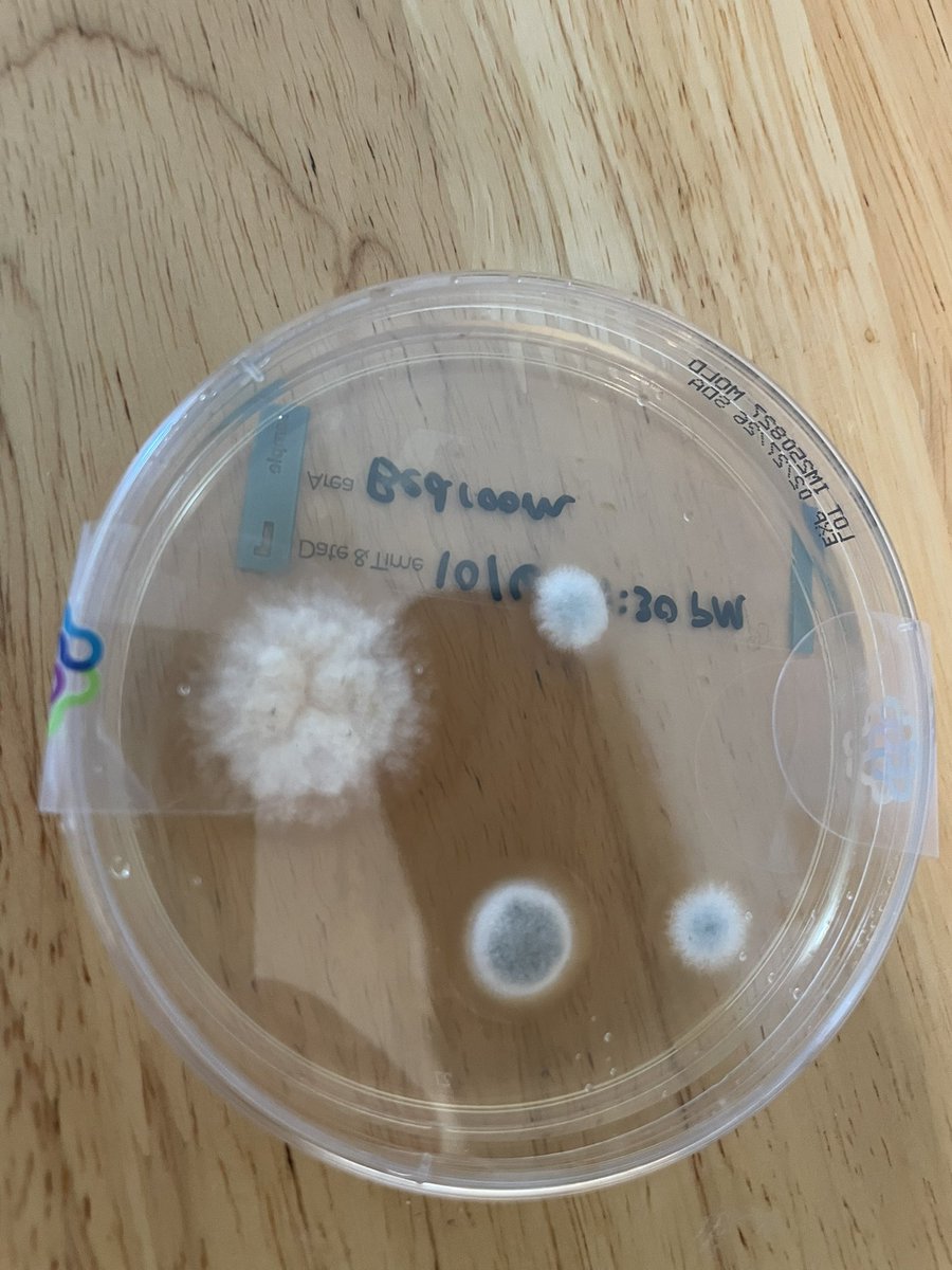 T3 nibbler tweet media