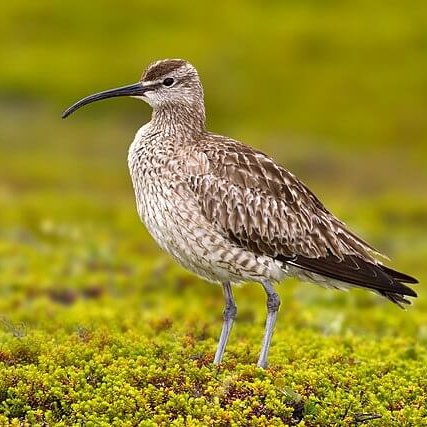 TheNatureFund's tweet image. Is culling foxes the only way to save Britain’s curlews? #curlews #foxes #culling

naturalworldfund.com/is-culling-fox…