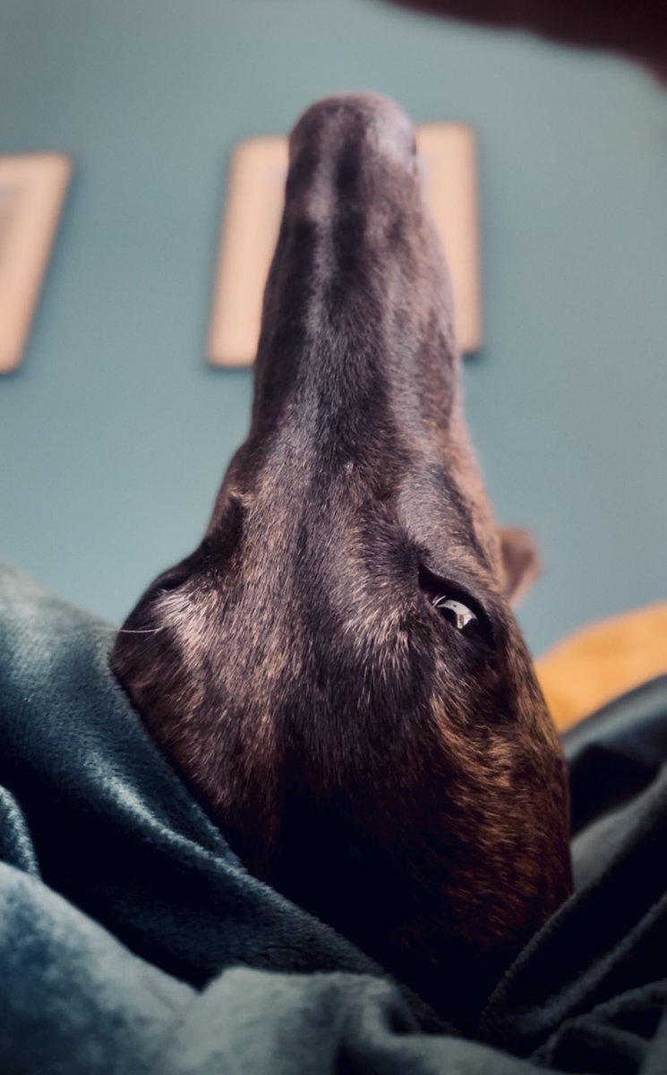 deadcassette93's tweet image. Gotta rejoin the pack

#getonit
#WhatTheX