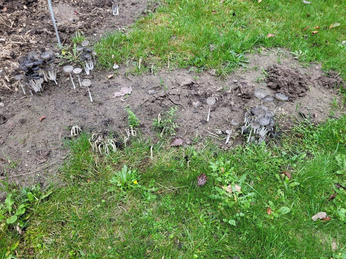 Tolle Wurst.
Reicht nicht, dass hier überall Brombeeren sprießen, 
jetzt muss ich auch noch entpilzen.