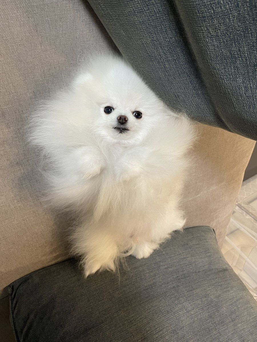 ころすけ＆ぺこ ポメラニアン兄妹 (@pome_korosuke) / Posts / X