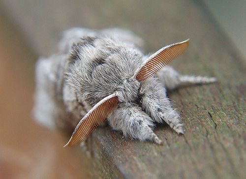 fuzzysleepymoth's tweet image. me vs my username!