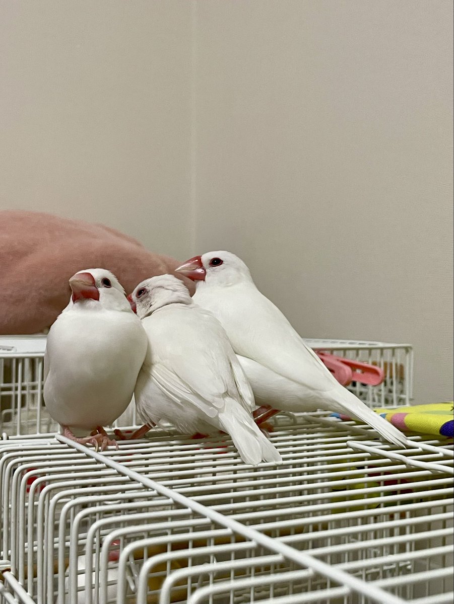 よんちゃ tweet media