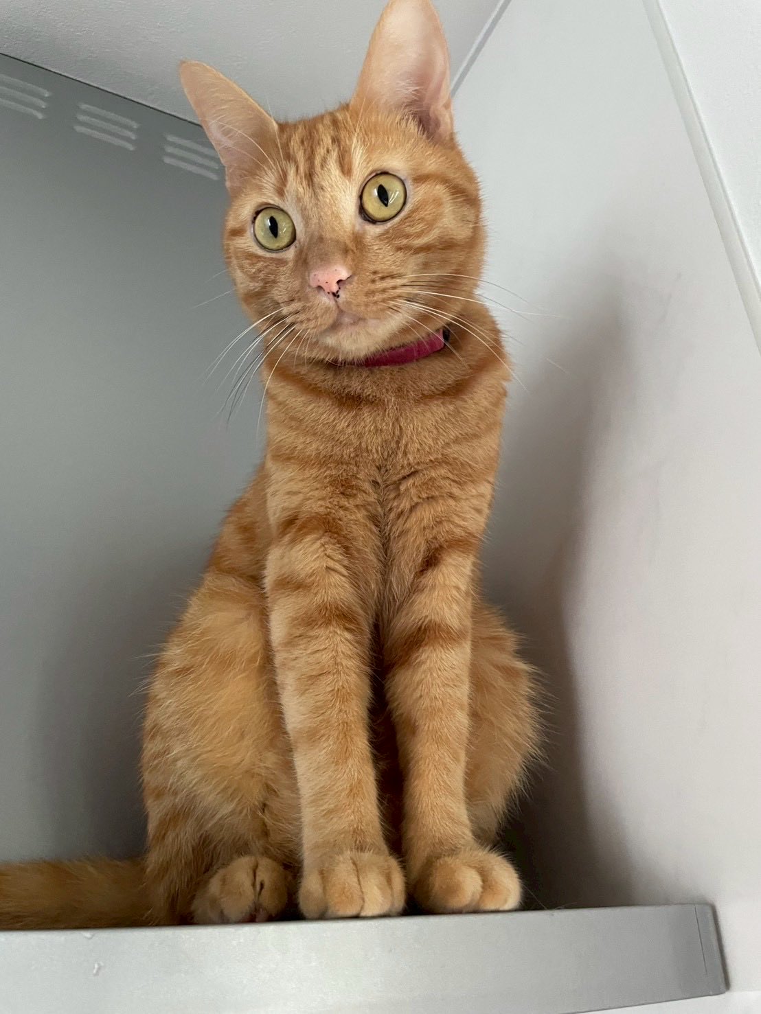 ネコ 楽天市場】ねこ肯定感 抱きまくら Lサイズ みけねこのさんま