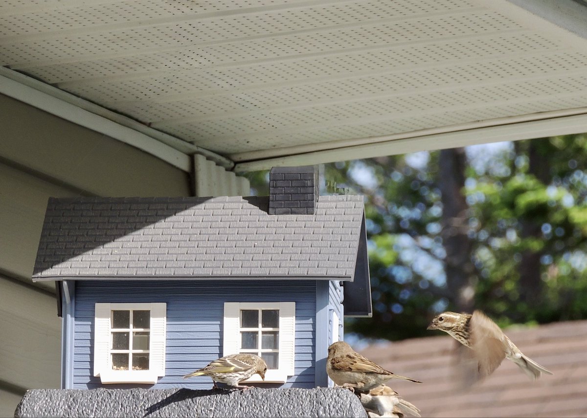 A busy breakfast at the bird feeder this morning.