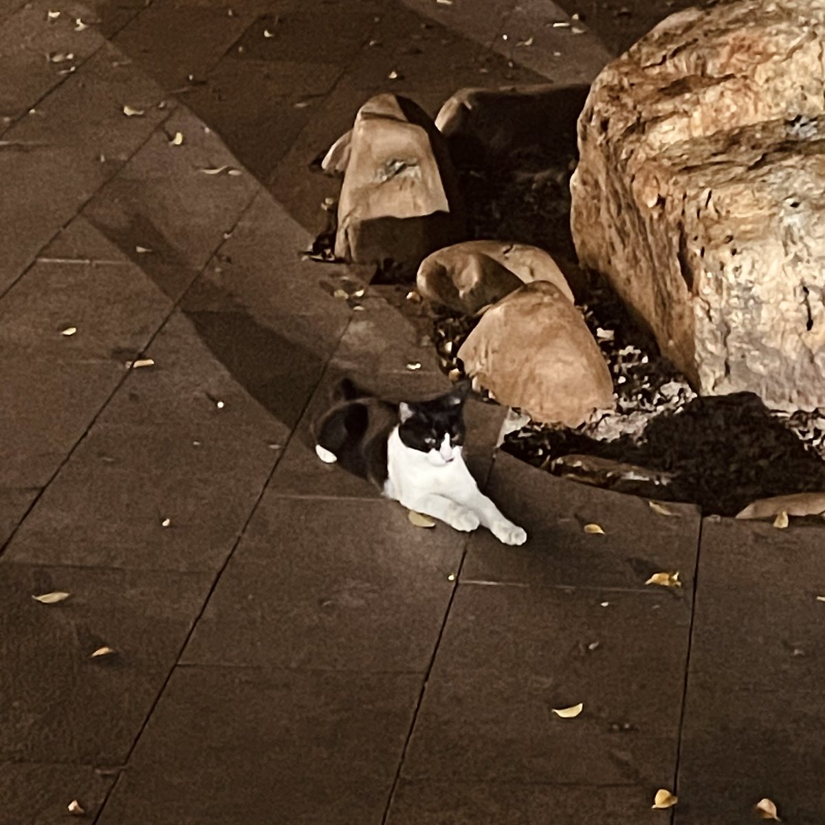 散个步还能遇到雨儿感性同款奶牛猫