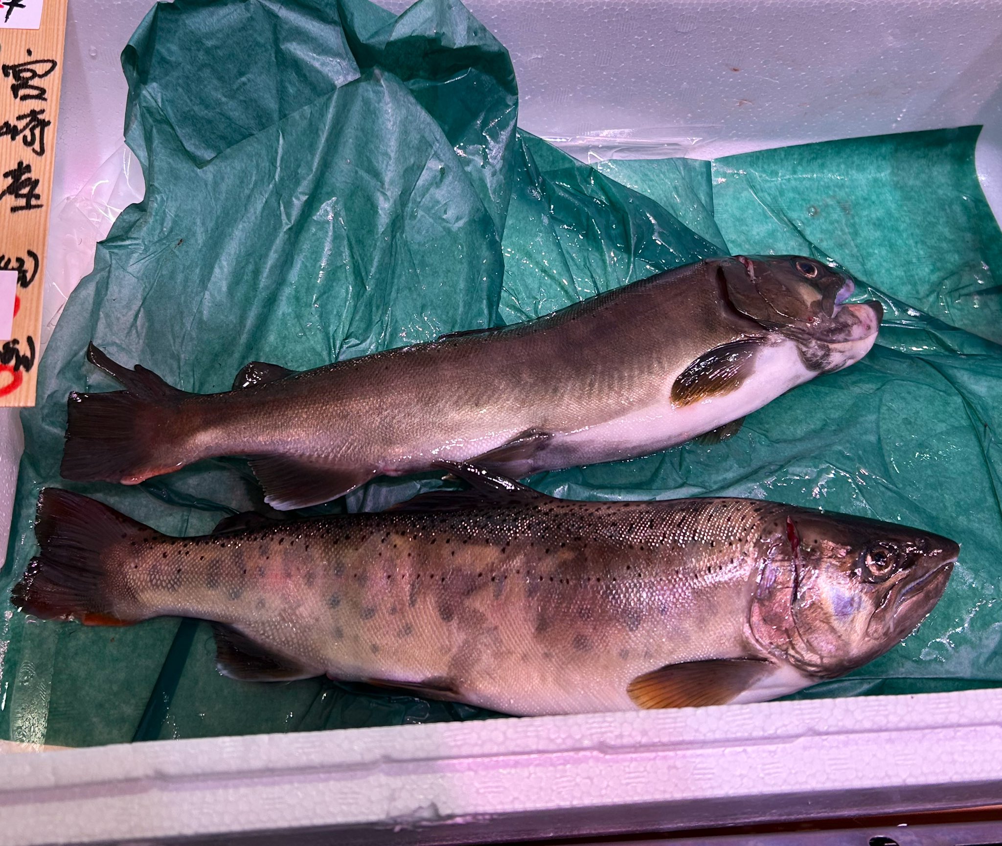 ヤマメ - Search / X