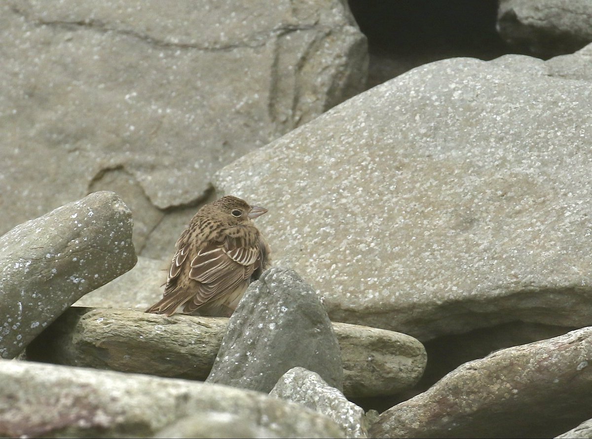 alpine_swift_'s tweet image. The Black-headed Bunting on North Ronaldsay yesterday was hanging around the seaweed and walls to shelter from the strong Westerlies. An unexpected bird in these weather conditions. 

Another great find by Maddy.

Photos taken by Charles.