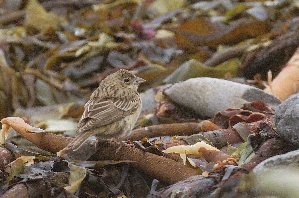 alpine_swift_'s tweet image. The Black-headed Bunting on North Ronaldsay yesterday was hanging around the seaweed and walls to shelter from the strong Westerlies. An unexpected bird in these weather conditions. 

Another great find by Maddy.

Photos taken by Charles.