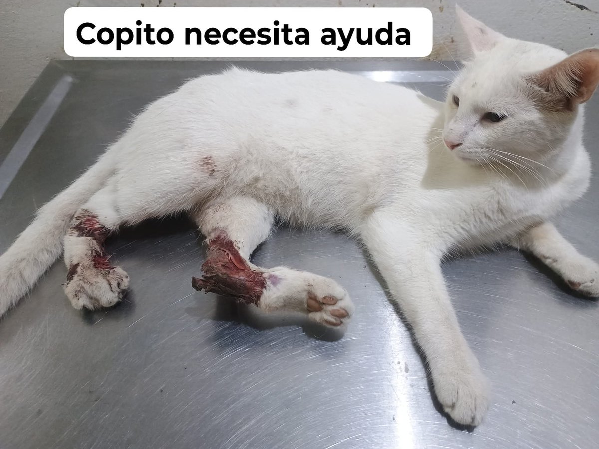 fundacion_gaba's tweet photo. ‼️‼️Hoy operamos a copito ‼️‼️

Gente estamos recaudando lo que nos hace falta ☹️☹️ estamos muy cerca de reunir para pagar las primeras 2 cirugías de copito 😔😔 tiene 4 fracturas por culpa del taxista de lo atropello, estamos publicando y haciendo lo posible para ayudarlo 😓😓 https://t.co/qumPYRUFdm