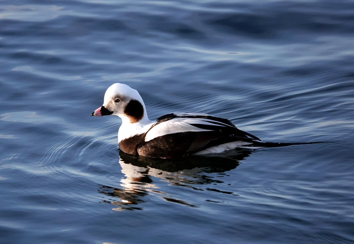 A drake Long-tailed Duck in Nemuro Harbour, Japan taken on my visit in February &amp; March 2023. A common bird around the coast, but not often close enough for my camera, so I was very pleased to get shots of this bird in early morning sun.