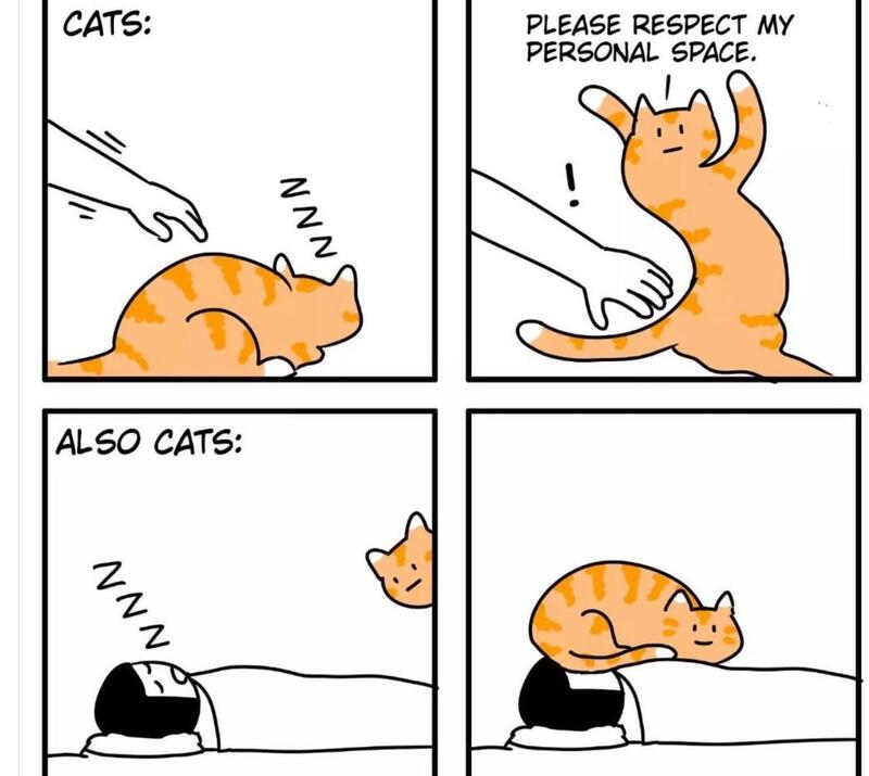 causticbob's tweet image. #Caturday