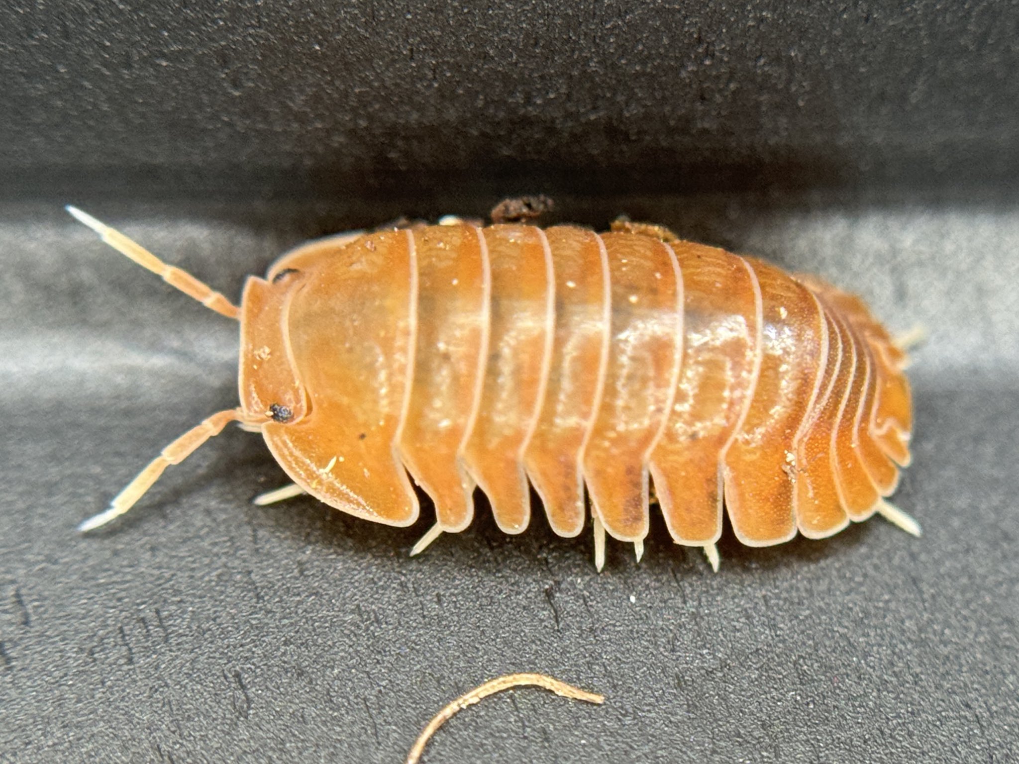 ダンゴムシページ 81MmeBvIZGL._AC_UF350,