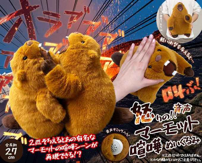 景品情報】 「怒りの！！マーモットケンカ音声ぬいぐるみ」入荷しま