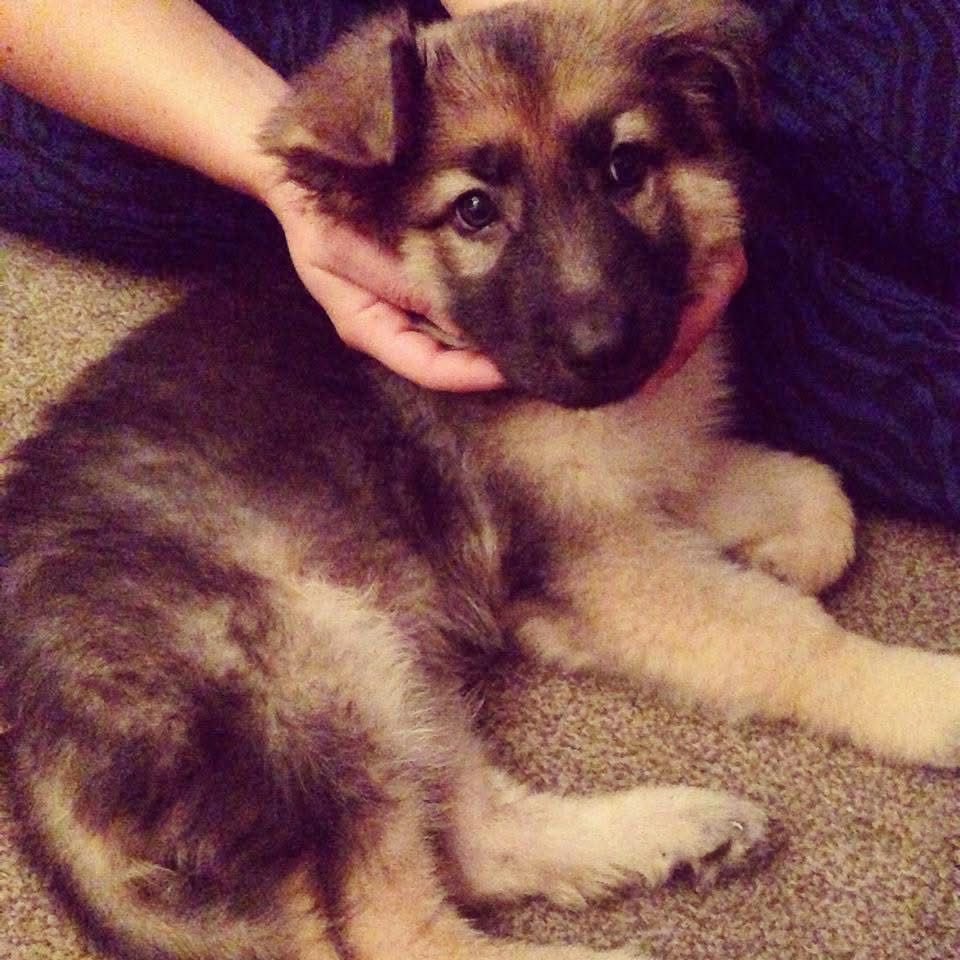 MissSimpsonENG's tweet image. You’ve absolutely shattered my heart. Thank you for being the most loyal and loving dog a person could ever want or need. Harley, you’ve ruined every other dog for me and I’m so grateful you were mine 🤍 (Hope doggy heaven has plenty of balls &amp;amp; chicken thighs for you) 🥺🤍