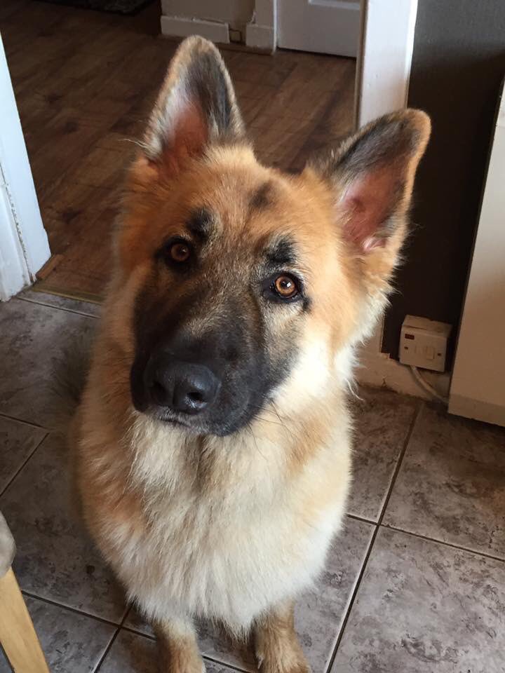 MissSimpsonENG's tweet image. You’ve absolutely shattered my heart. Thank you for being the most loyal and loving dog a person could ever want or need. Harley, you’ve ruined every other dog for me and I’m so grateful you were mine 🤍 (Hope doggy heaven has plenty of balls &amp;amp; chicken thighs for you) 🥺🤍