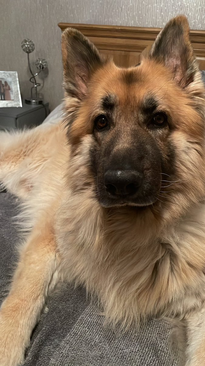 MissSimpsonENG's tweet image. You’ve absolutely shattered my heart. Thank you for being the most loyal and loving dog a person could ever want or need. Harley, you’ve ruined every other dog for me and I’m so grateful you were mine 🤍 (Hope doggy heaven has plenty of balls &amp;amp; chicken thighs for you) 🥺🤍