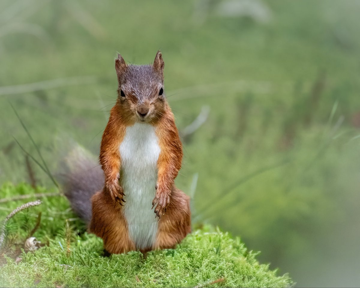 Sue Wood tweet media