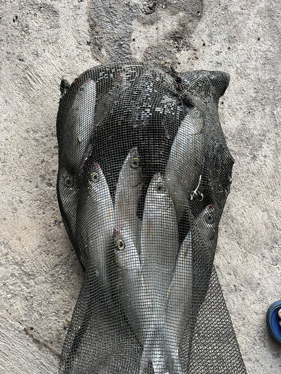 a_m_a_t_c_h_a's tweet image. Kerapu 5 bandeng 9. Jossss