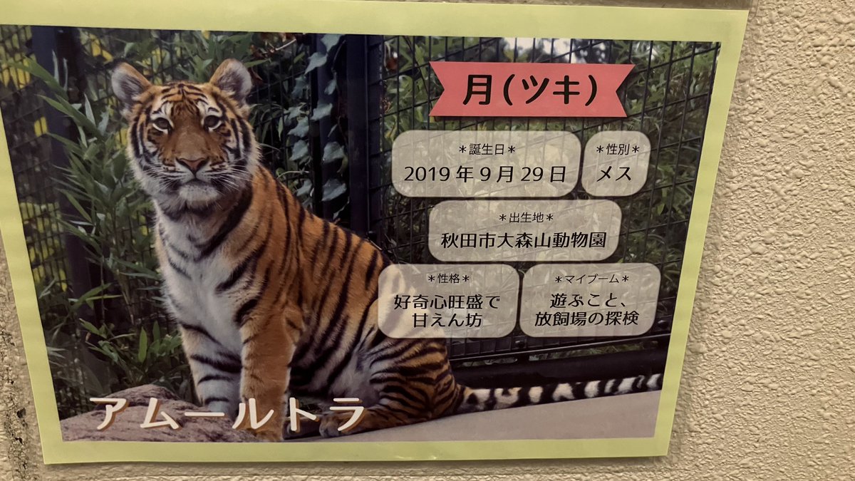 SoKoTwo_seal's tweet image. 今日はいしかわ動物園の月ちゃんに会ってきました！
かわいい！

📷️2025.10.11
#いしかわ動物園 
#アムールトラ #月