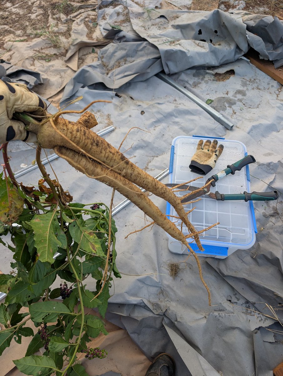 PatrickHeizer's tweet image. Roots of a pokeberry weed.