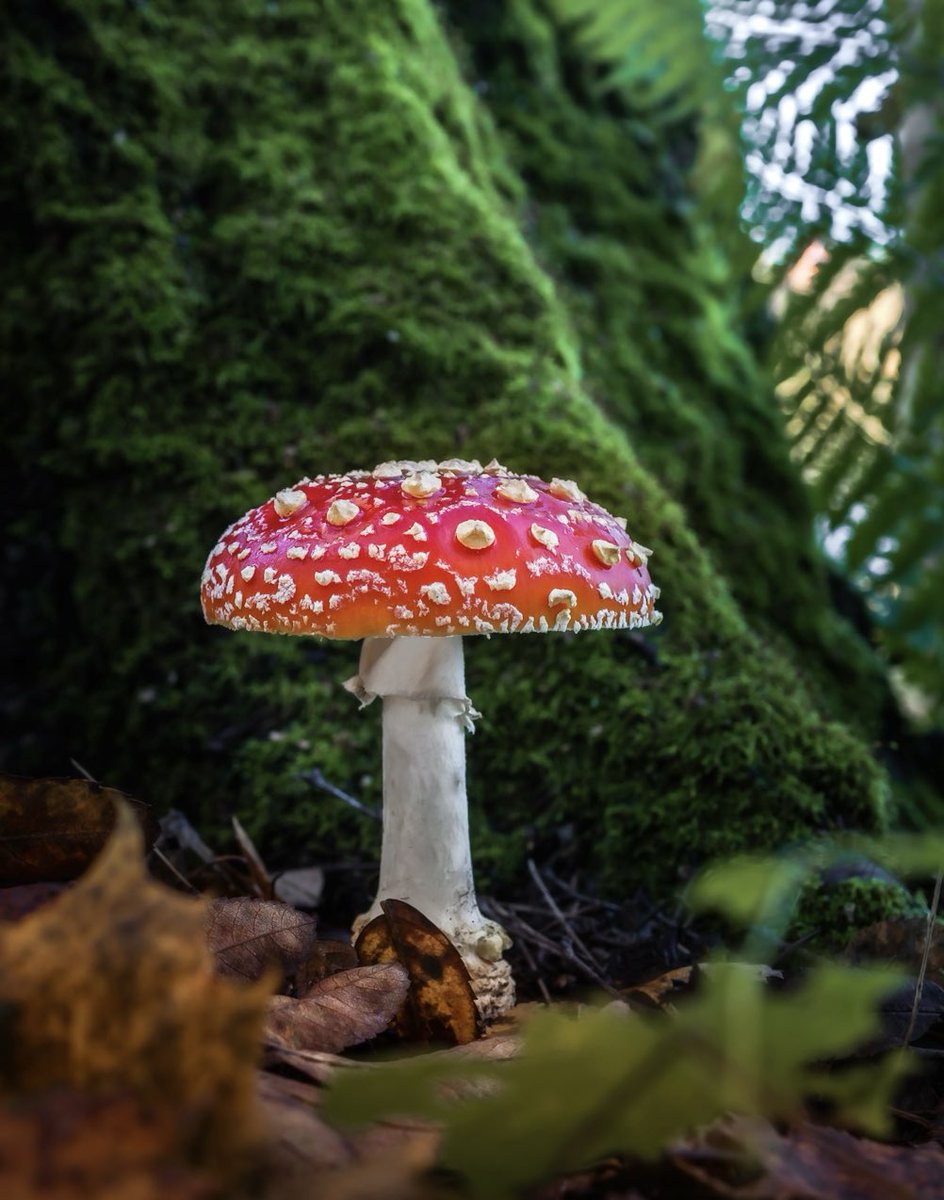 marja_photo's tweet image. 🍂🍄Mother is Mothering🍄🍂