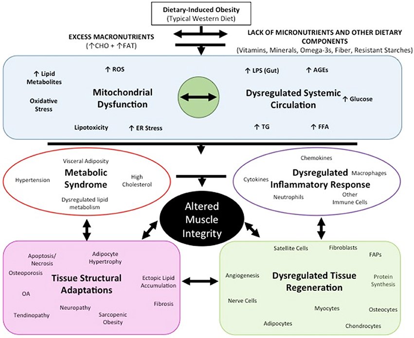 Metabolic health &amp; MSK pain. 
frontiersin.org/journals/physi…