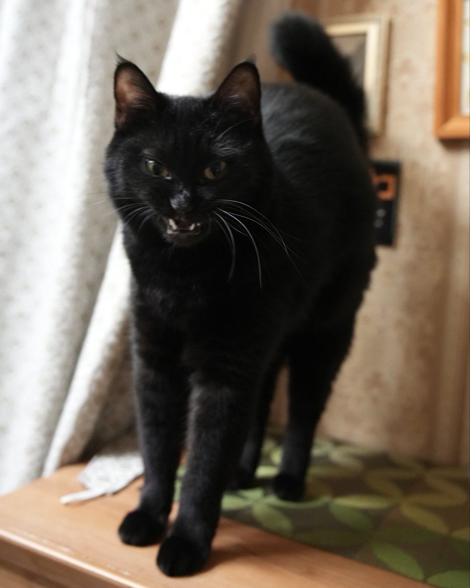 oreo_blackcat's tweet image. カメラ目線で #ボニャール
#猫 #黒猫