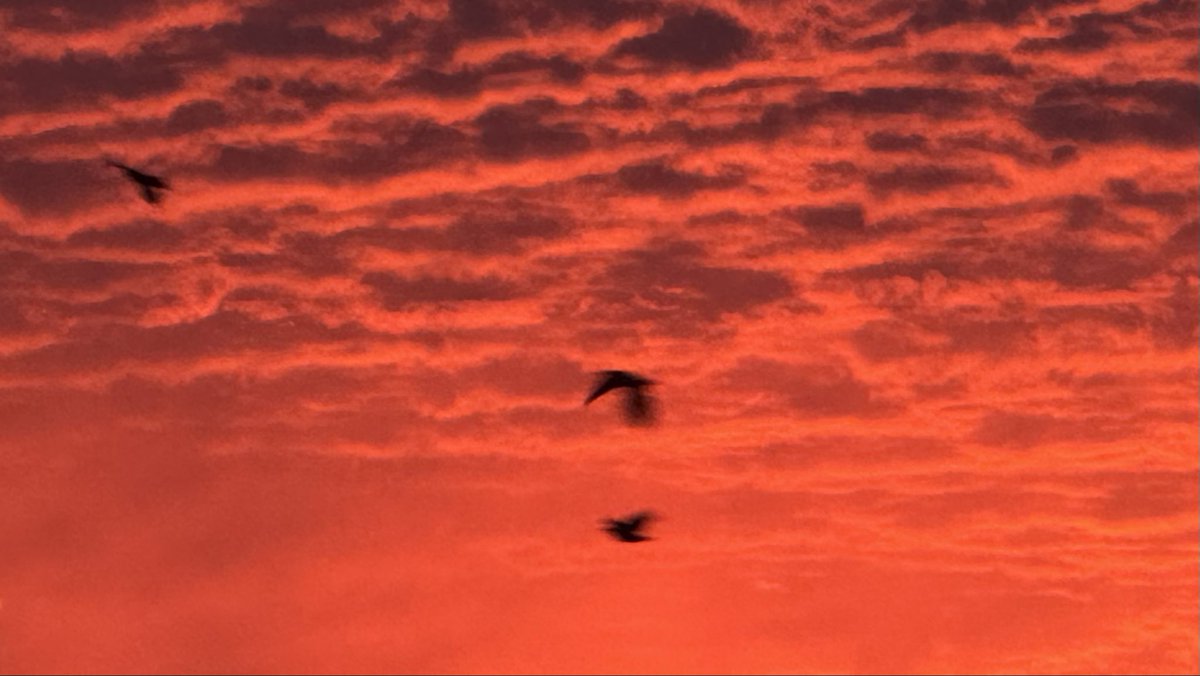 robnashman's tweet photo. More of our beautiful sunrise this morning in El Paso… https://t.co/EjFkrbhATy