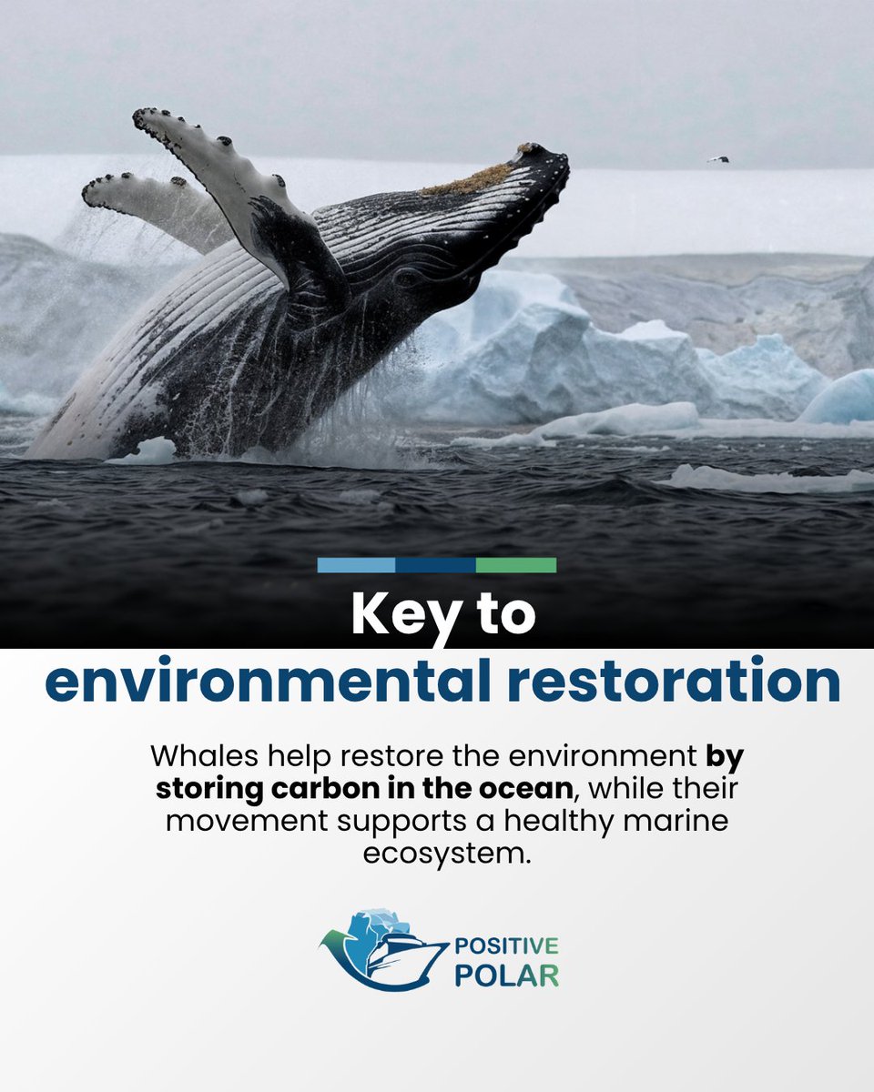 positivepolarx's tweet image. Whales are the ocean’s restoration heroes. By protecting them, we help capture carbon, maintain ecosystem balance, and restore our environment. Through every expedition cruise, we’re working towards a healthier, more sustainable ocean.
🌐wefunder.com/positivepolar 

#whaleprotection