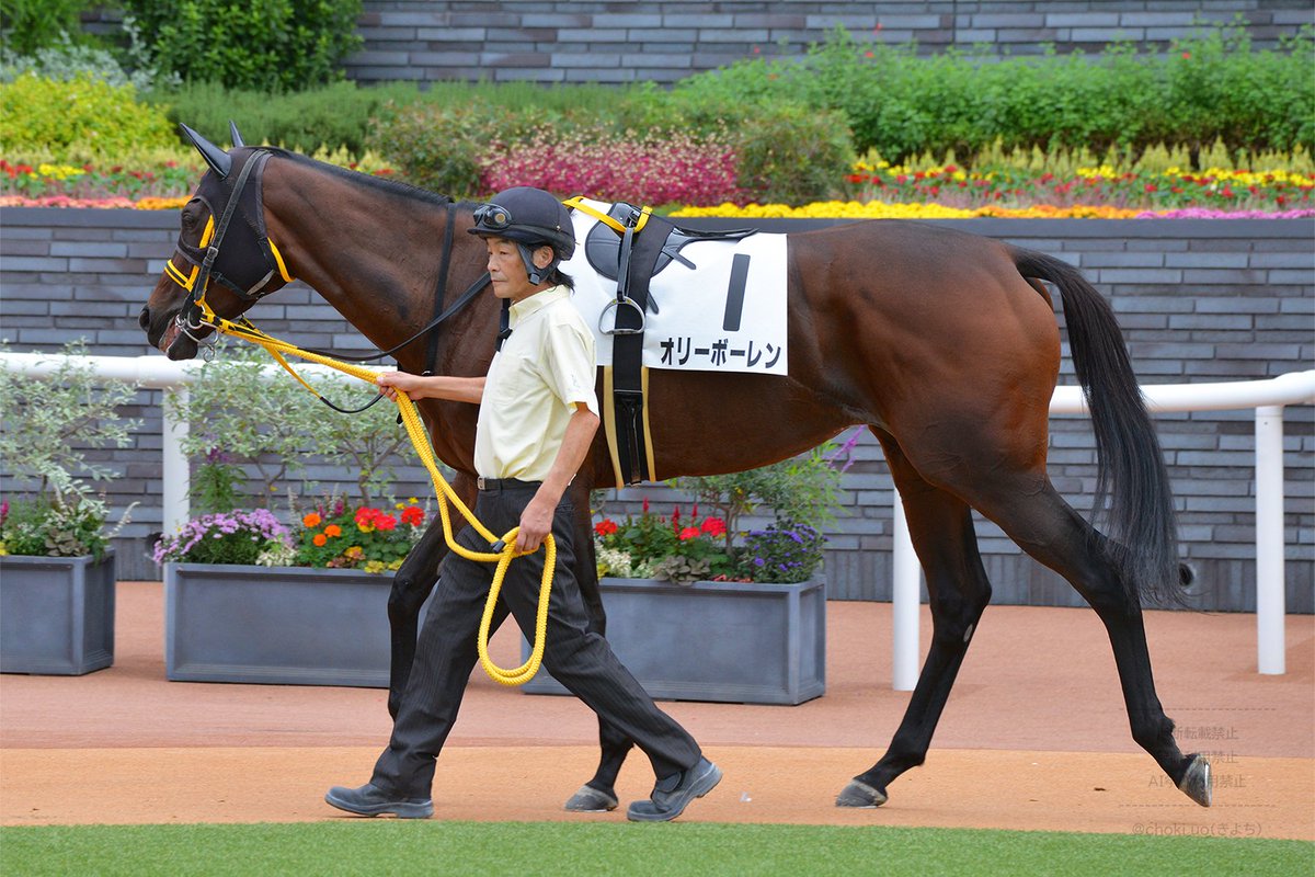 choki_uo's tweet image. 20251011 京都競馬場
7R 3歳以上1勝クラス オリーボーレン
　高杉 吏麒 騎手
　藤岡 健一 厩舎
　シルクホースクラブ
・パドック
・ゴール前
#シルクホースクラブ
#silkhc