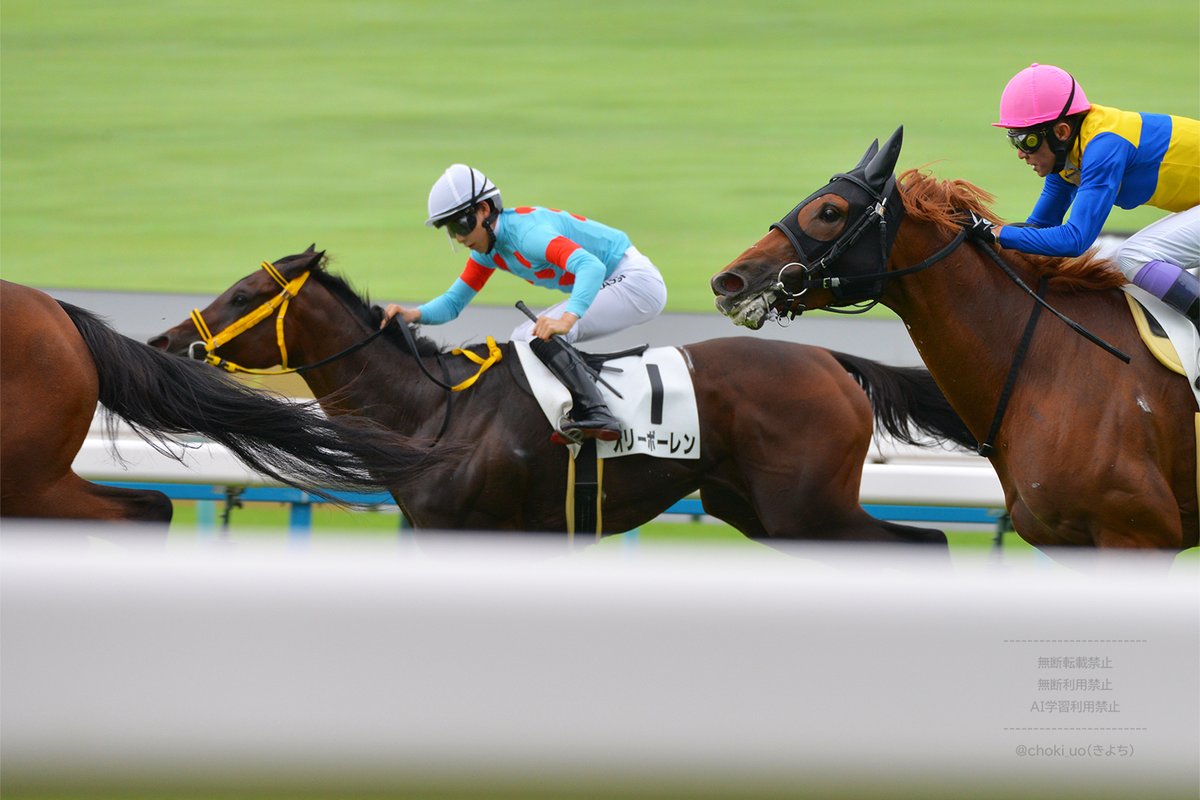 choki_uo's tweet image. 20251011 京都競馬場
7R 3歳以上1勝クラス オリーボーレン
　高杉 吏麒 騎手
　藤岡 健一 厩舎
　シルクホースクラブ
・パドック
・ゴール前
#シルクホースクラブ
#silkhc