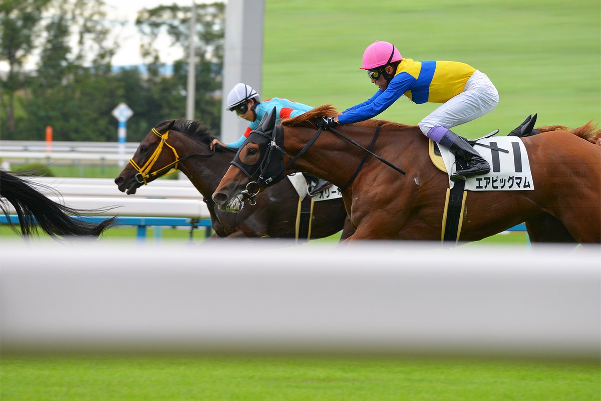 choki_uo's tweet image. 20251011 京都競馬場
7R 3歳以上1勝クラス オリーボーレン
　高杉 吏麒 騎手
　藤岡 健一 厩舎
　シルクホースクラブ
・パドック
・ゴール前
#シルクホースクラブ
#silkhc
