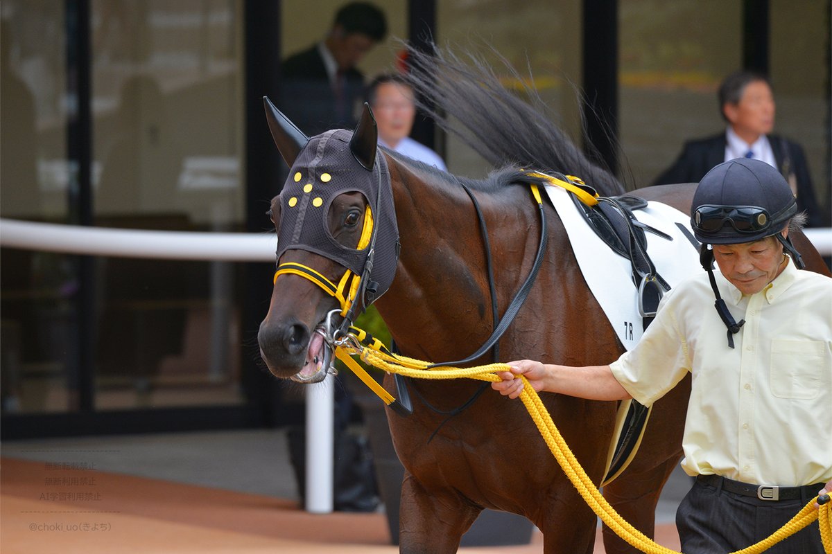 choki_uo's tweet image. 20251011 京都競馬場
7R 3歳以上1勝クラス オリーボーレン
　高杉 吏麒 騎手
　藤岡 健一 厩舎
　シルクホースクラブ
・パドック
・ゴール前
#シルクホースクラブ
#silkhc