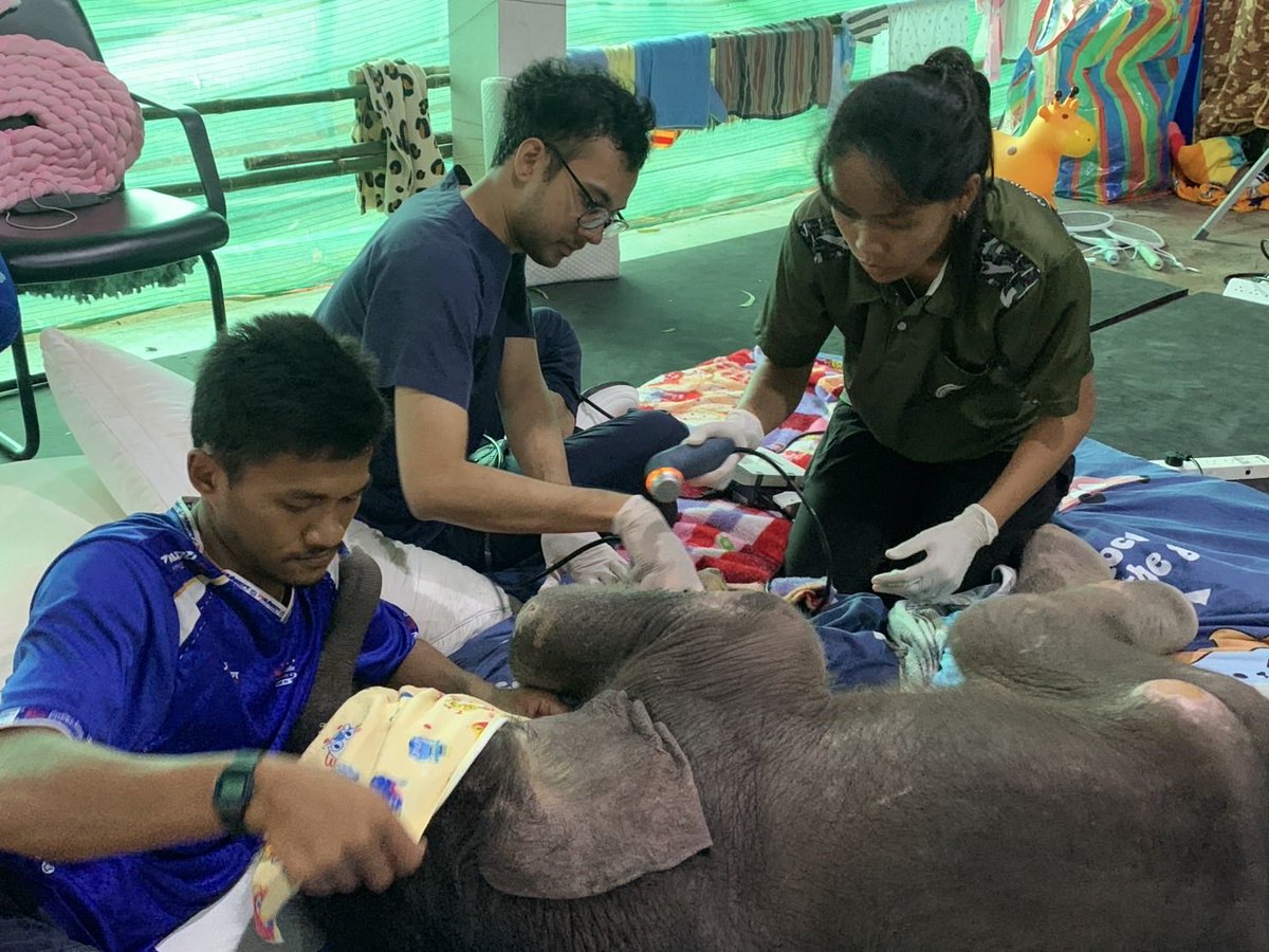 ThaiPBSNews's tweet image. ทีมสัตวแพทย์ จนท.กายภาพบำบัด-ใช้เครื่องกระตุ้นแม่เหล็กไฟฟ้า รักษา “ลูกช้างป่าข้าวต้ม”

วันนี้ (11 ต.ค.2568) ทีมสัตวแพทย์อัปเดตอาการลูกช้างป่าพลัดหลง “ข้าวต้ม” กินนม-น้ำได้ แผลที่สะดือตื้นขึ้น  แต่แผลที่เล็บยังมีหนองเล็กน้อย

ลูกช้างป่ามีกำลังในการถีบตัวยืนบ่อยขึ้น โดยมีสัตวแพทย์…
