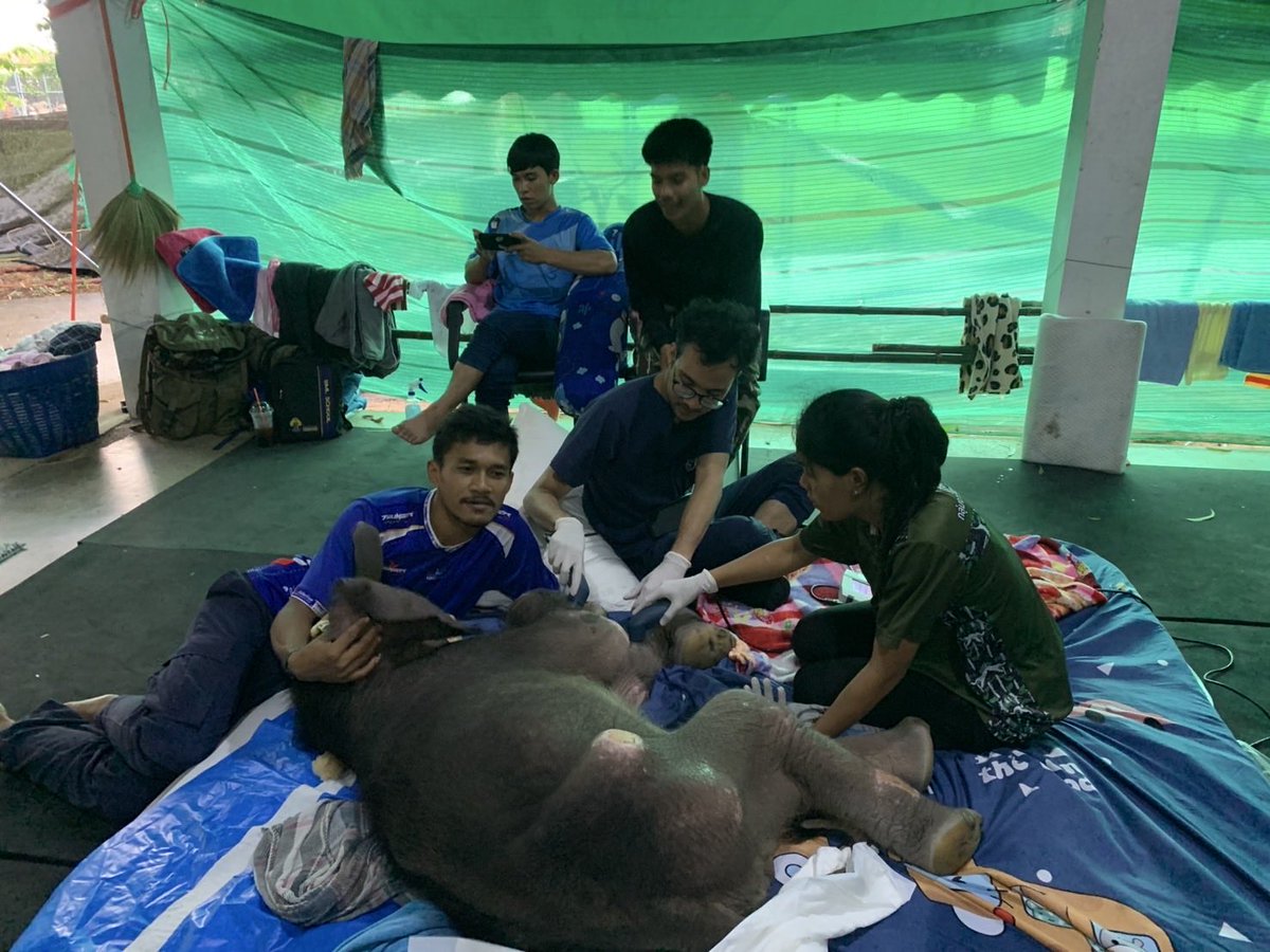 ThaiPBSNews's tweet image. ทีมสัตวแพทย์ จนท.กายภาพบำบัด-ใช้เครื่องกระตุ้นแม่เหล็กไฟฟ้า รักษา “ลูกช้างป่าข้าวต้ม”

วันนี้ (11 ต.ค.2568) ทีมสัตวแพทย์อัปเดตอาการลูกช้างป่าพลัดหลง “ข้าวต้ม” กินนม-น้ำได้ แผลที่สะดือตื้นขึ้น  แต่แผลที่เล็บยังมีหนองเล็กน้อย

ลูกช้างป่ามีกำลังในการถีบตัวยืนบ่อยขึ้น โดยมีสัตวแพทย์…
