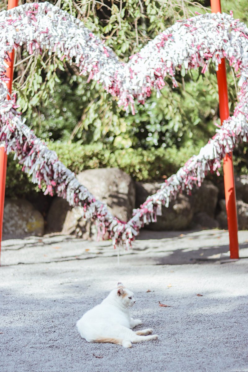 にゃん❤

#そうすけの暗室 #ファインダーの越しの私の世界