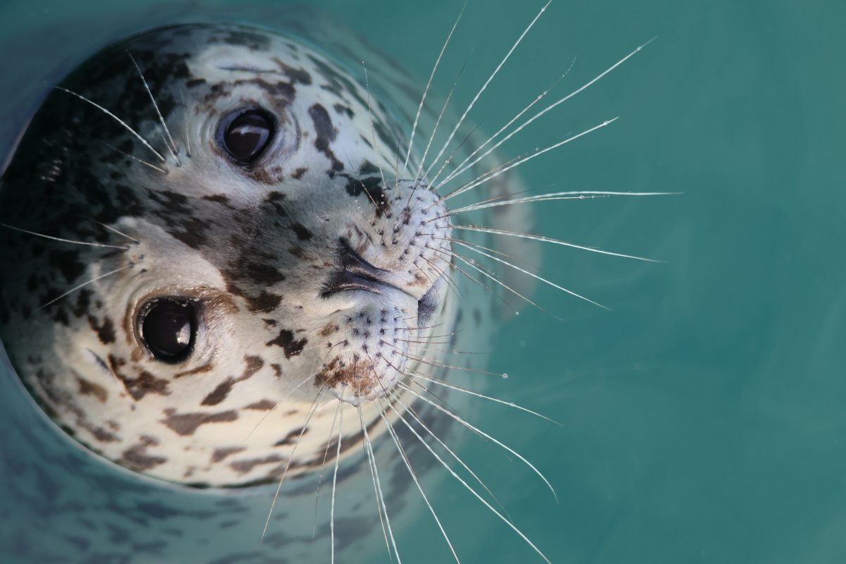 Kick off the weekend with impact! Vote and share now! 

ow.ly/wJtO50X3gQj

#marinemammalrescue #defenderserviceawards