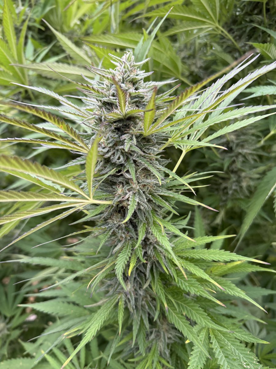 Shane 🎸 tweet media