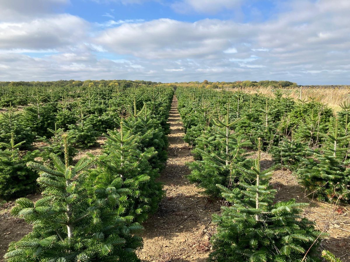 🎄 We’re enjoying a brilliant day at the #BCTGA Competition Day, meeting growers and sharing expertise 🌱

Our #Hortifeeds team is on site discussing tailored fertilisers and nutrition solutions for trees, shrubs, and a wide range of horticultural crops.

<a href="/BCTGA/">BCTGA</a> <a href="/Waineroonie/">Mike Wainwright</a>