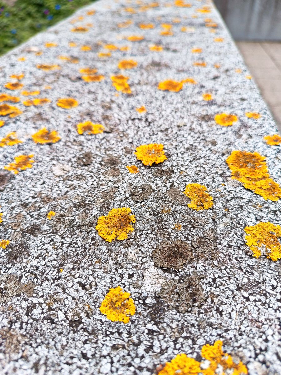 Observo com demora os líquenes amarelos e crostosos  que decoram majestosamente a parede, ansiando pelo dia em que, abúlica, me prostrarei da mesma forma, à espera que me entre pela pele a esperança.