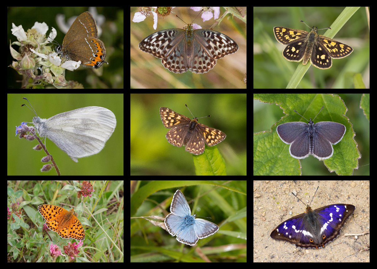BedsNthantsBC's tweet image. The Beds and Northants Branch of Butterfly Conservation needs you! Please read the blog post below, and get in touch if you feel that you could help!
northantsbutterflies.com/blog/the-beds-…