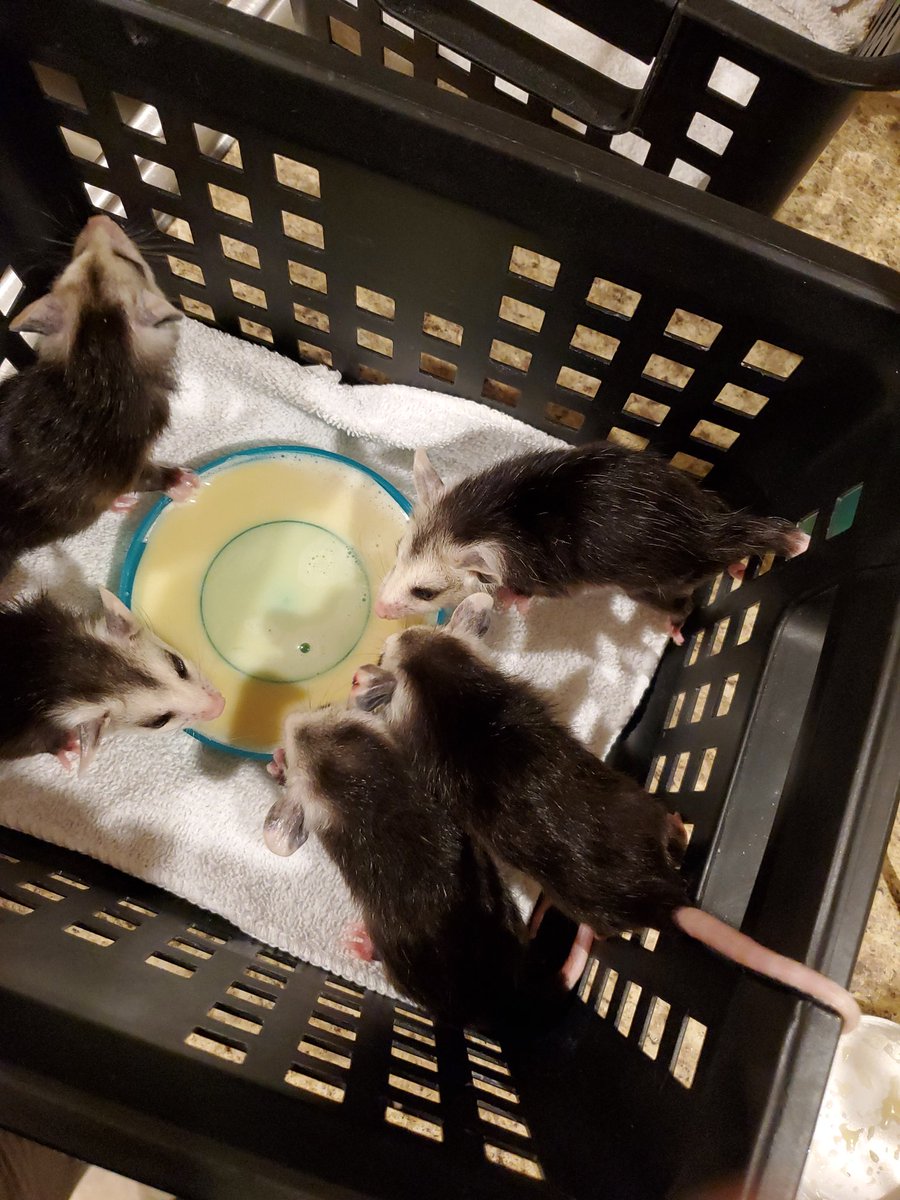 #possums #Possum_Daily