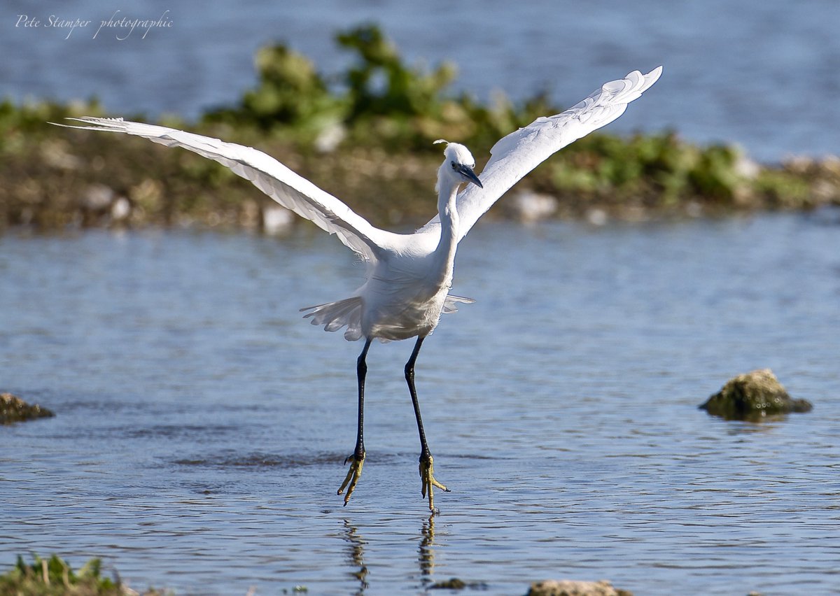 Still plenty of Egret action <a href="/WWTSlimbridge/">WWT Slimbridge</a> <a href="/slimbridge_wild/">Slimbridge Sightings</a> <a href="/Natures_Voice/">RSPB</a> ...