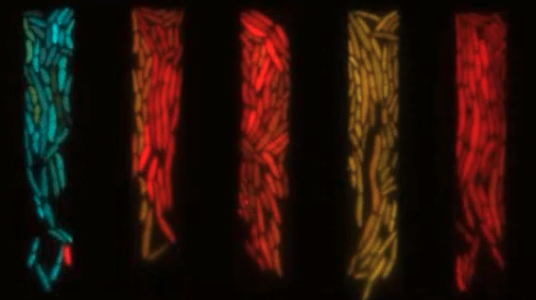 santosmoreno_j's tweet photo. 🚨Job alert! 
🔬We have 2 new open positions (1 PhD, 1 postdoc) in our team (https://t.co/CGPG60lACf) in Barcelona @UPFbiomed @the_prbb funded by @ERC_Research 
If you are passionate about #SynBio and #GeneCircuits, apply now! (until Oct. 26th) 🦠🔧
Info below 👇Please RT! https://t.co/qk8Uda8P3P