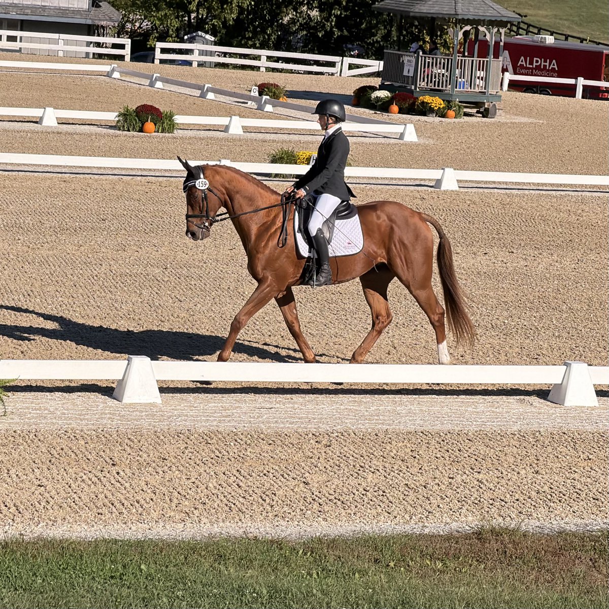 RRP_TBMakeover's tweet photo. Dynamic One, a 2018 gelding by @LanesEndFarms stallion Union Rags, is in the ring for Dressage. As a racehorse he ran in the 2021 Kentucky Derby @KentuckyDerby and won the Grade 2 Suburban Stakes @TheNYRA #TBMakeover https://t.co/VUGhT9e7ZC
