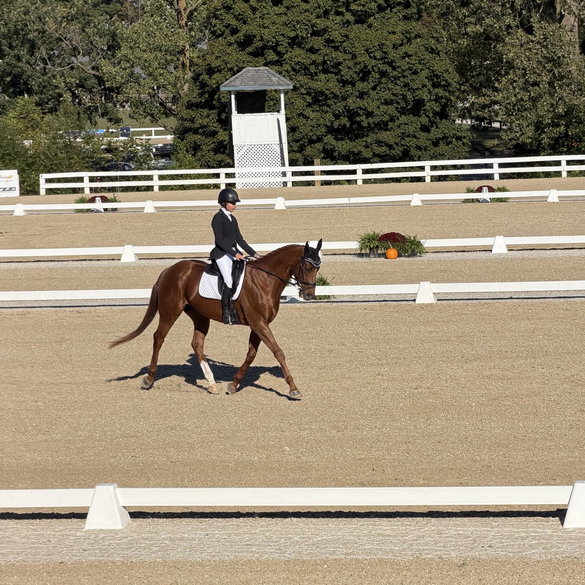 RRP_TBMakeover's tweet photo. Dynamic One, a 2018 gelding by @LanesEndFarms stallion Union Rags, is in the ring for Dressage. As a racehorse he ran in the 2021 Kentucky Derby @KentuckyDerby and won the Grade 2 Suburban Stakes @TheNYRA #TBMakeover https://t.co/VUGhT9e7ZC