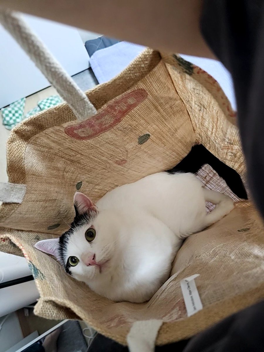 왓츠인마이백 👜😽🖤🤍🖤